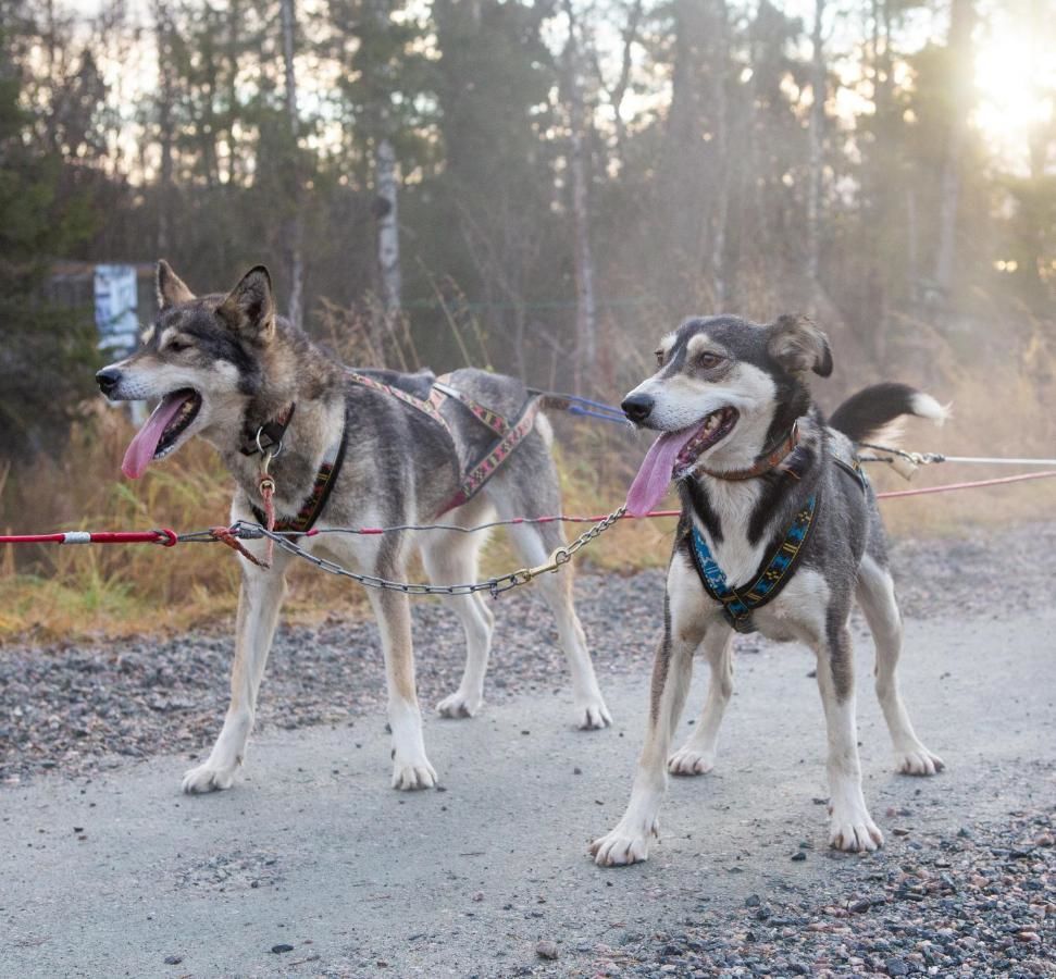 Гостевой дом Villa Lanca- Huskies & Horses Инари-11